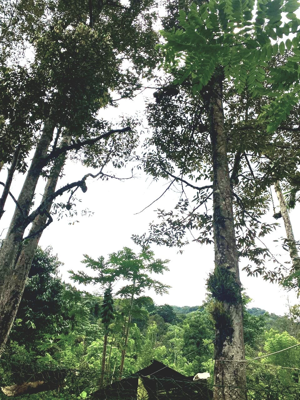 KEBUN DURIAN